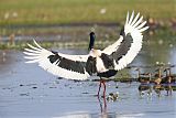 Black-necked Storkborder=